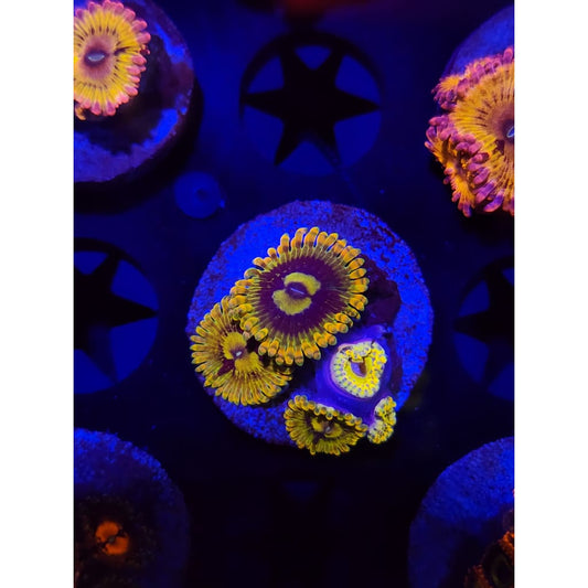 Rainbow Yoda Zoanthid Frag WYSIWYG!
