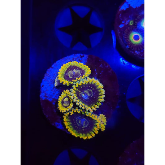 Rainbow Yoda Zoanthid Frag WYSIWYG!