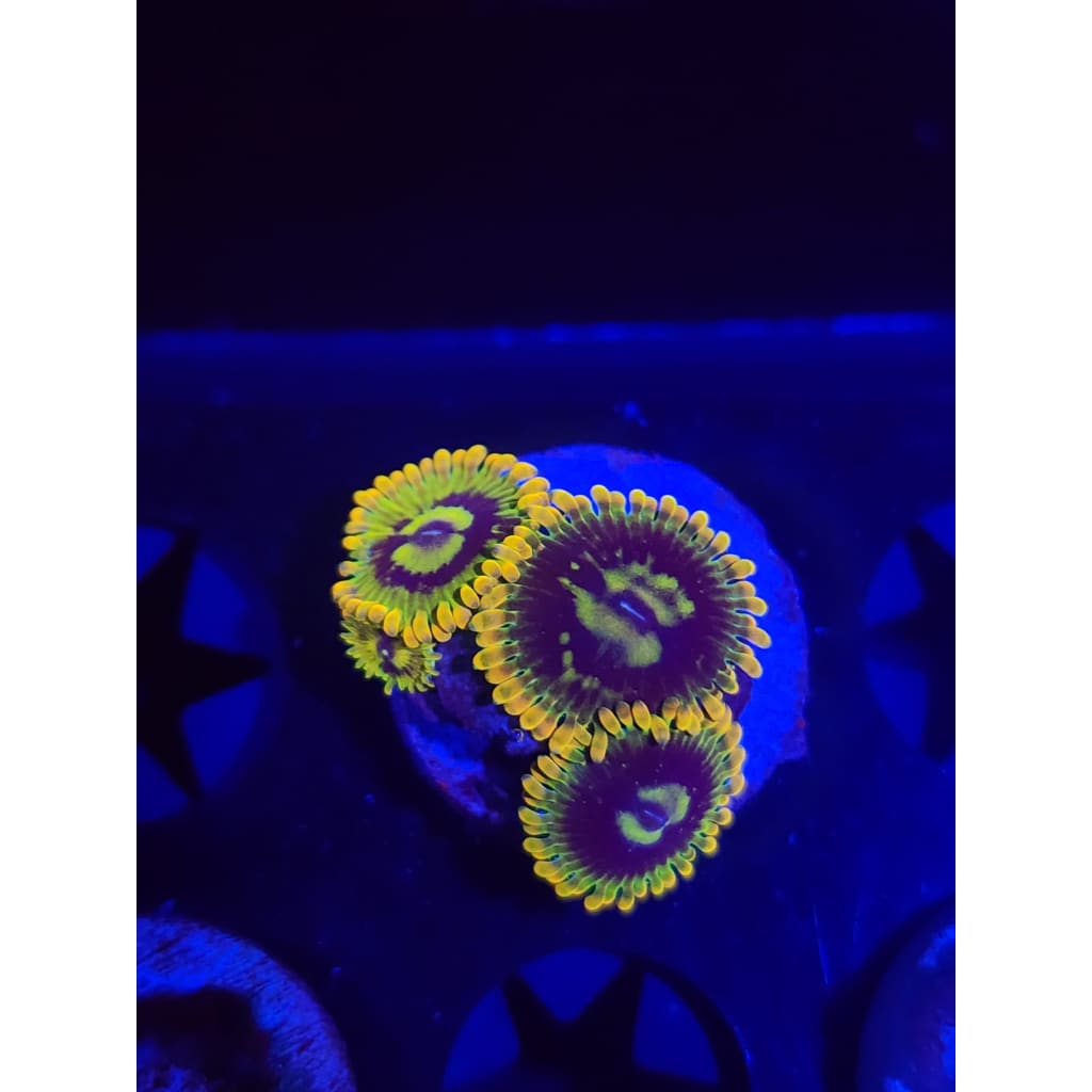 Rainbow Yoda Zoanthid Frag WYSIWYG!