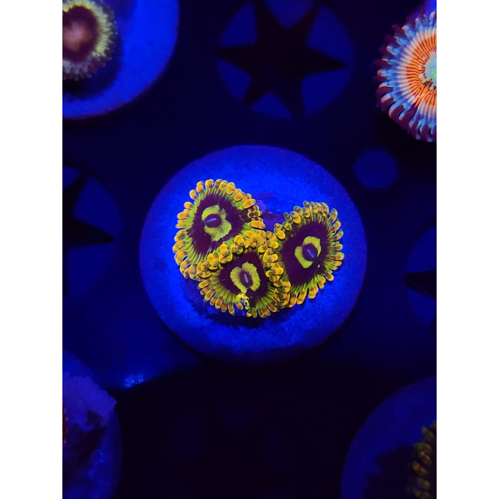 Rainbow Yoda Zoanthid Frag WYSIWYG!
