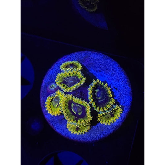 Rainbow Yoda Zoanthid Frag WYSIWYG!