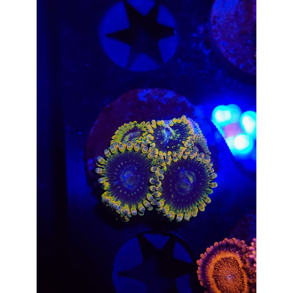 Rainbow Yoda Zoanthid Frag WYSIWYG!
