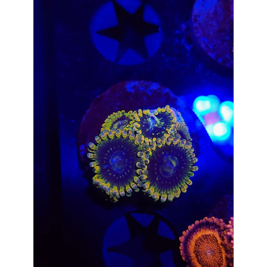 Rainbow Yoda Zoanthid Frag WYSIWYG!