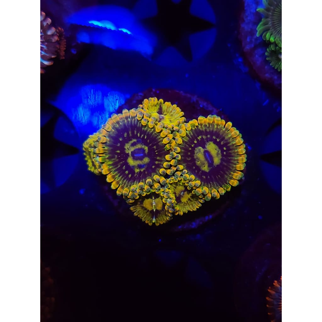 Rainbow Yoda Zoanthid Frag WYSIWYG!