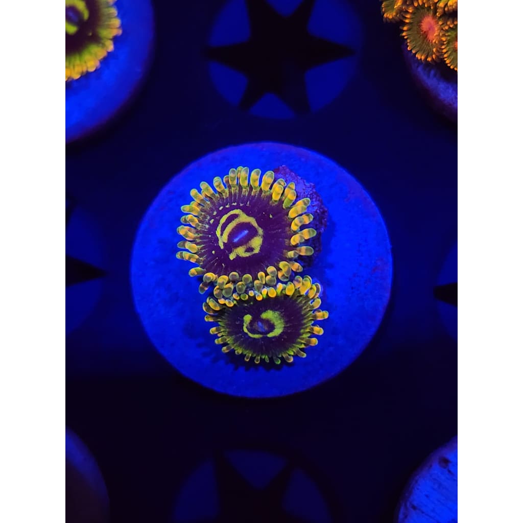 Rainbow Yoda Zoanthid Frag WYSIWYG!
