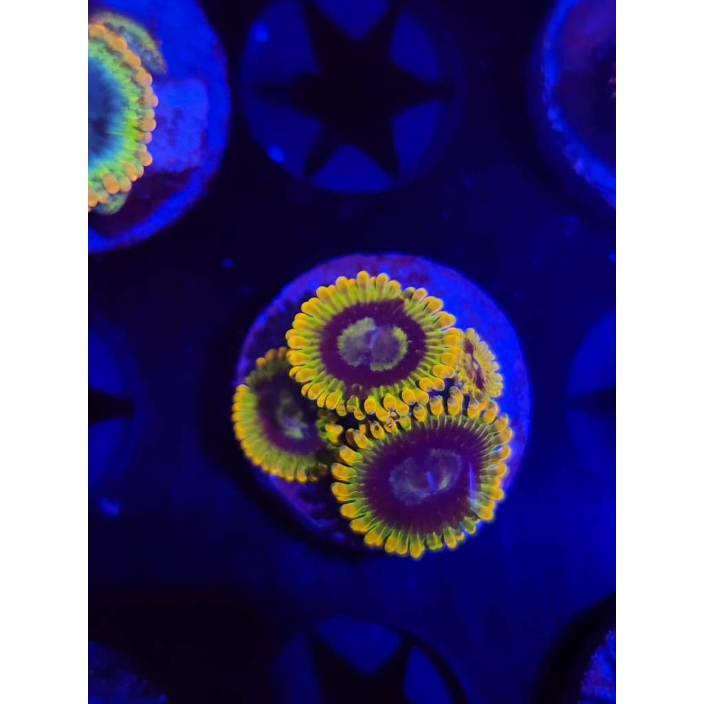 Rainbow Yoda Zoanthid Frag WYSIWYG!