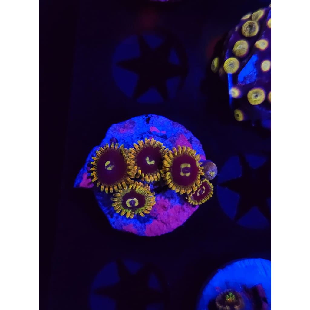 Rainbow Yoda Zoanthid Frag WYSIWYG!