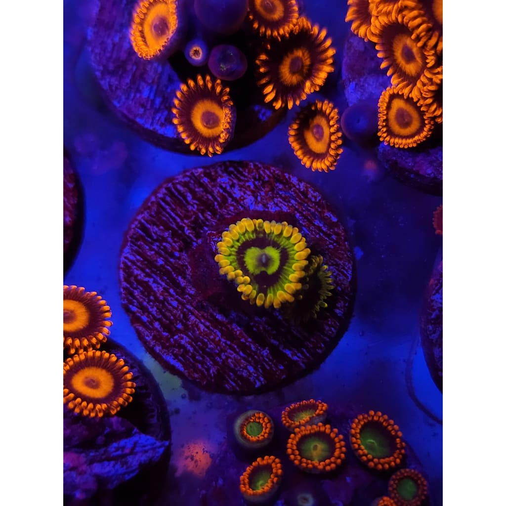 Rainbow Yoda Zoanthid Frag WYSIWYG!