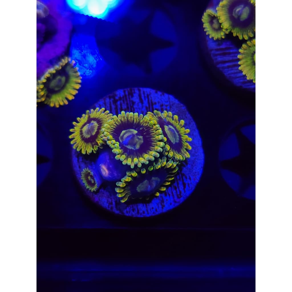 Rainbow Yoda Zoanthid Frag WYSIWYG!