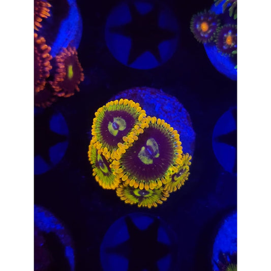 Rainbow Yoda Zoanthid Frag WYSIWYG!