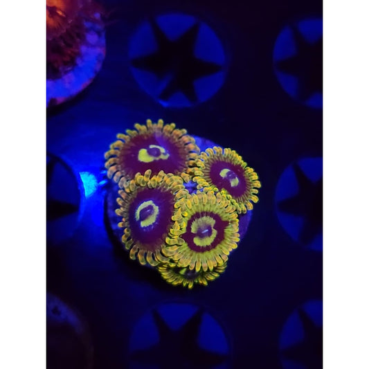 Rainbow Yoda Zoanthid Frag WYSIWYG!