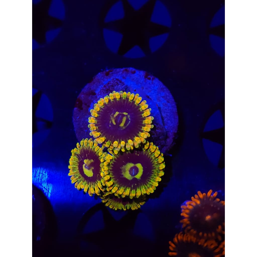 Rainbow Yoda Zoanthid Frag WYSIWYG!