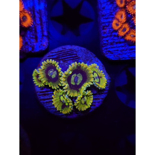 Rainbow Yoda Zoanthid Frag WYSIWYG!