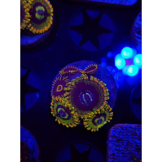 Rainbow Yoda Zoanthid Frag WYSIWYG!