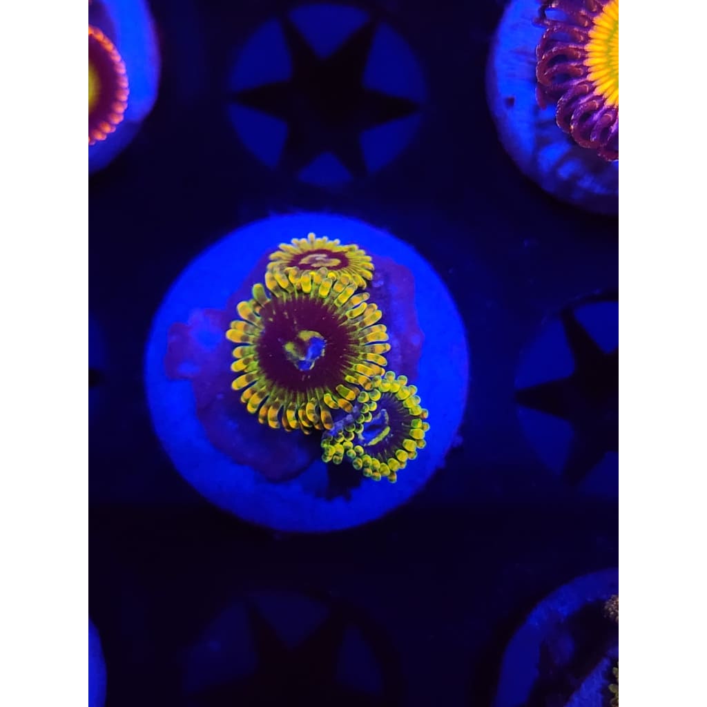 Rainbow Yoda Zoanthid Frag WYSIYWG!