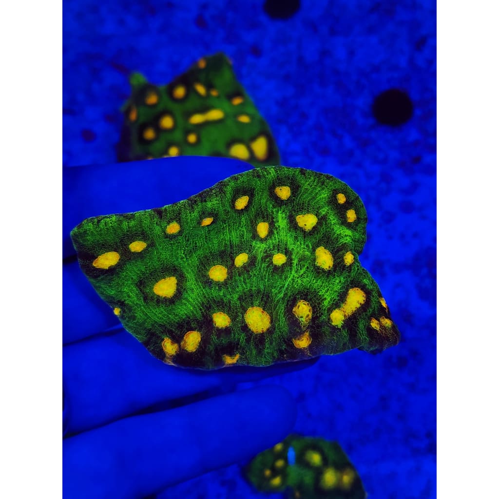 Raja Rampage Chalice Colony WYSIWYG!