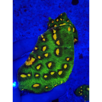 Raja Rampage Chalice Colony WYSIWYG!