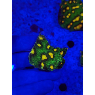 Raja Rampage Chalice Colony WYSIWYG!