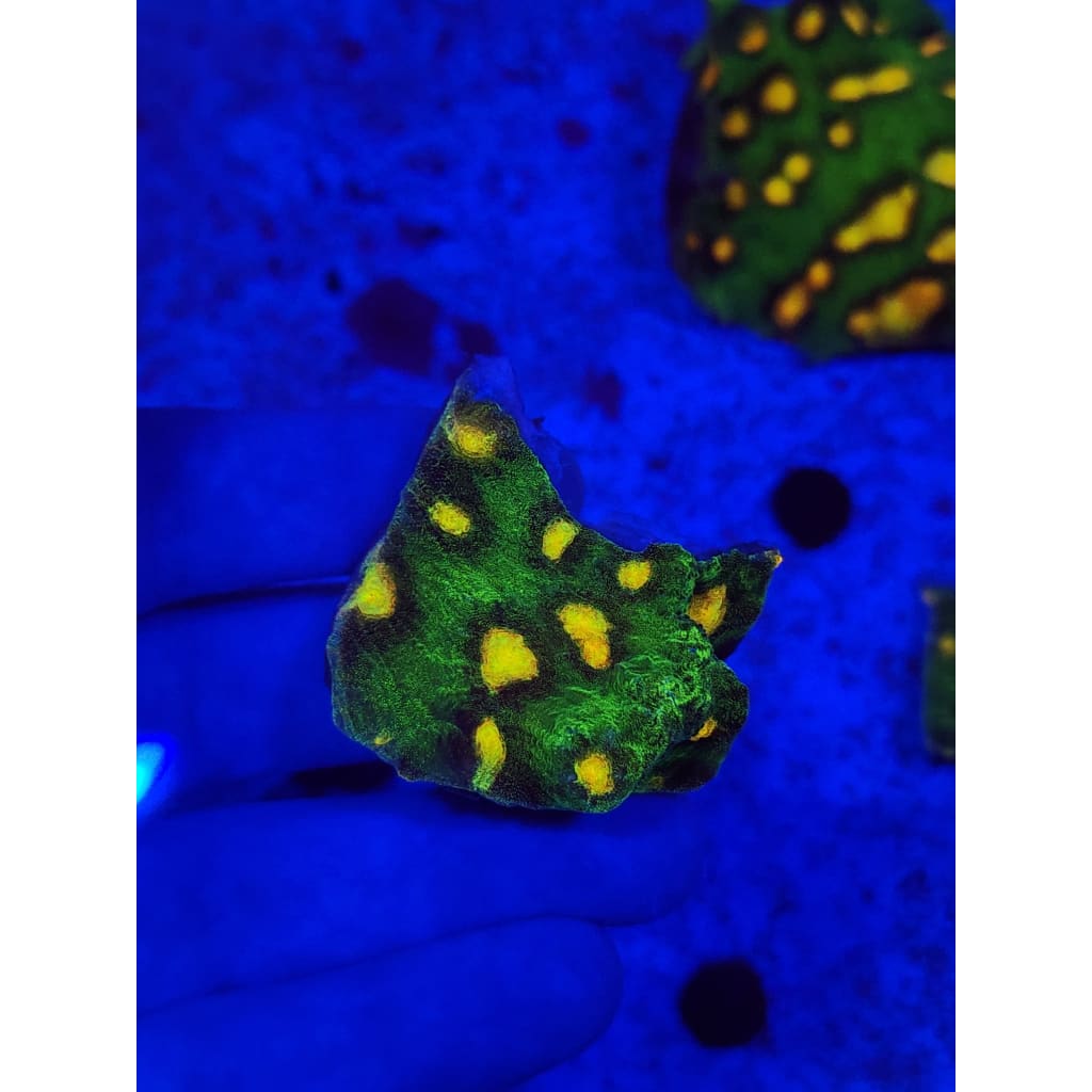 Raja Rampage Chalice Colony WYSIWYG!