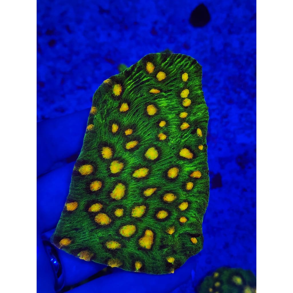 Raja Rampage Chalice Colony WYSIWYG!