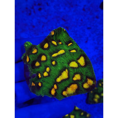 Raja Rampage Chalice Colony WYSIWYG!