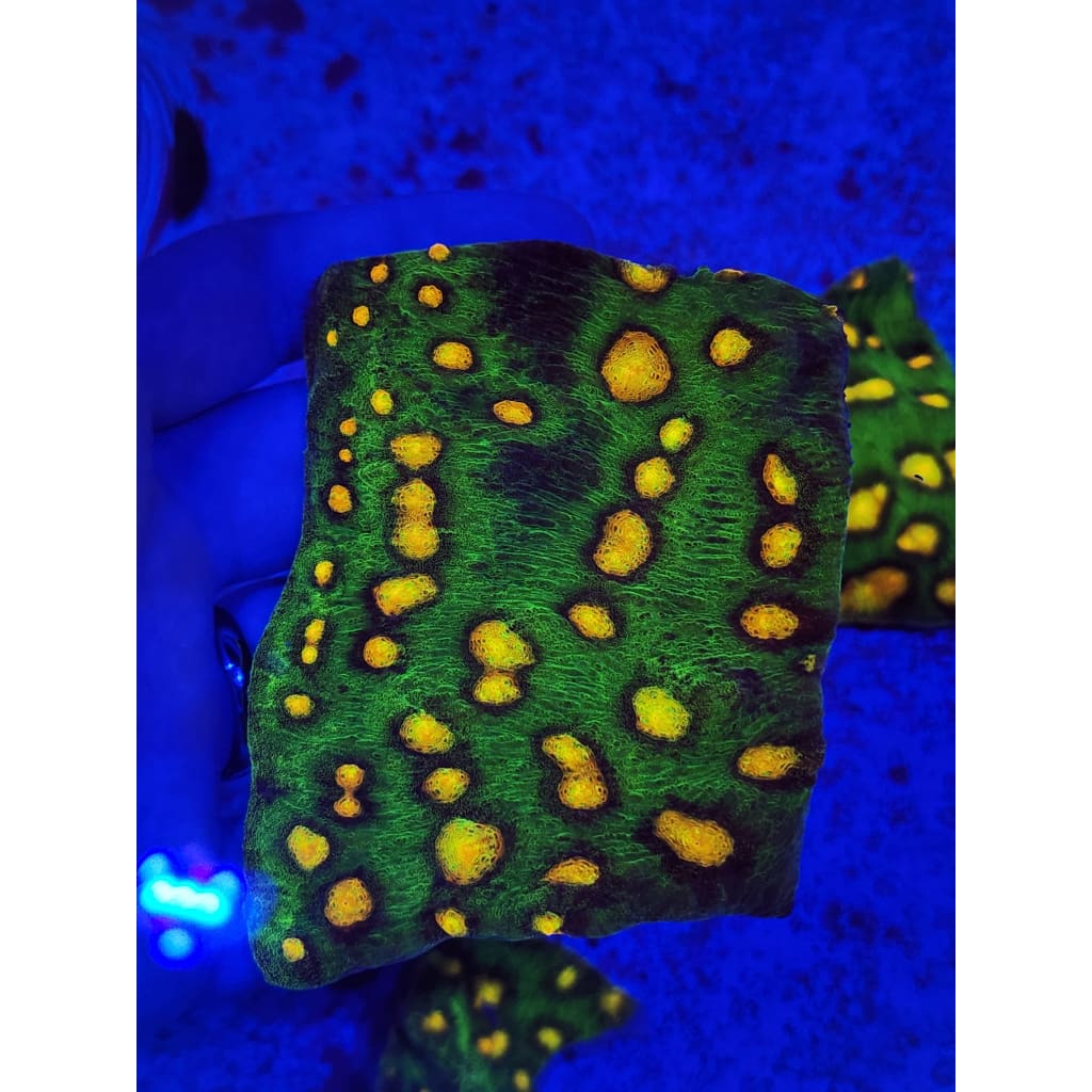 Raja Rampage Chalice Colony WYSIWYG!