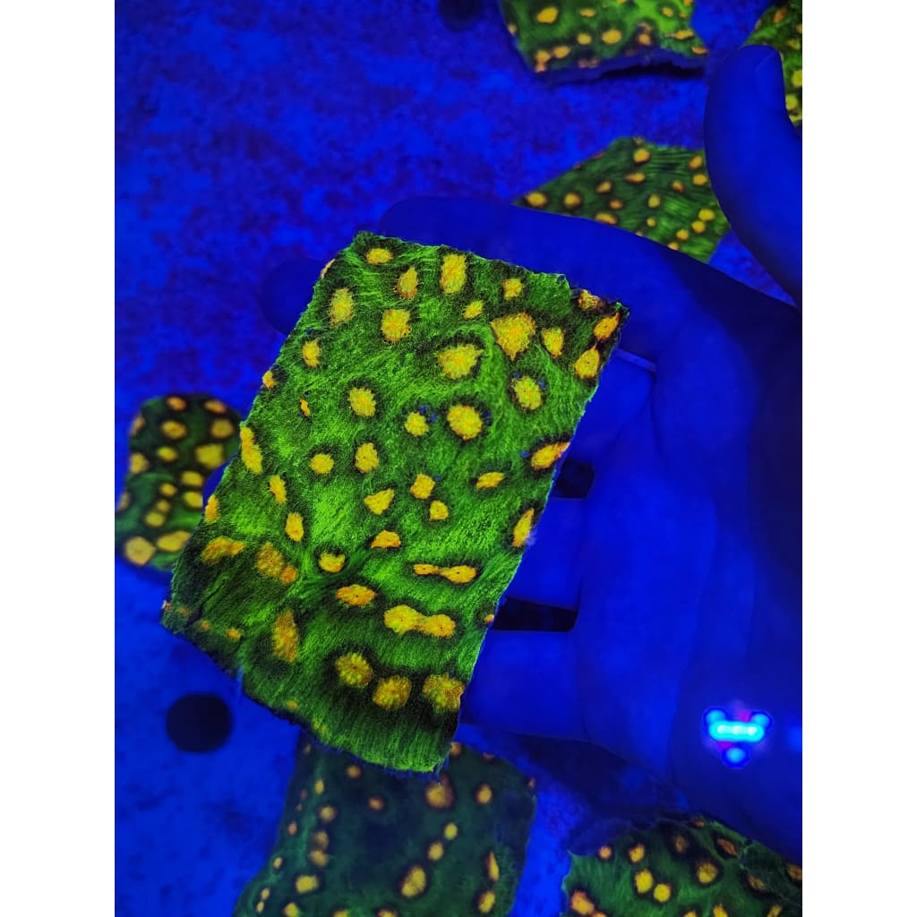 Raja Rampage Chalice WYSIWYG!