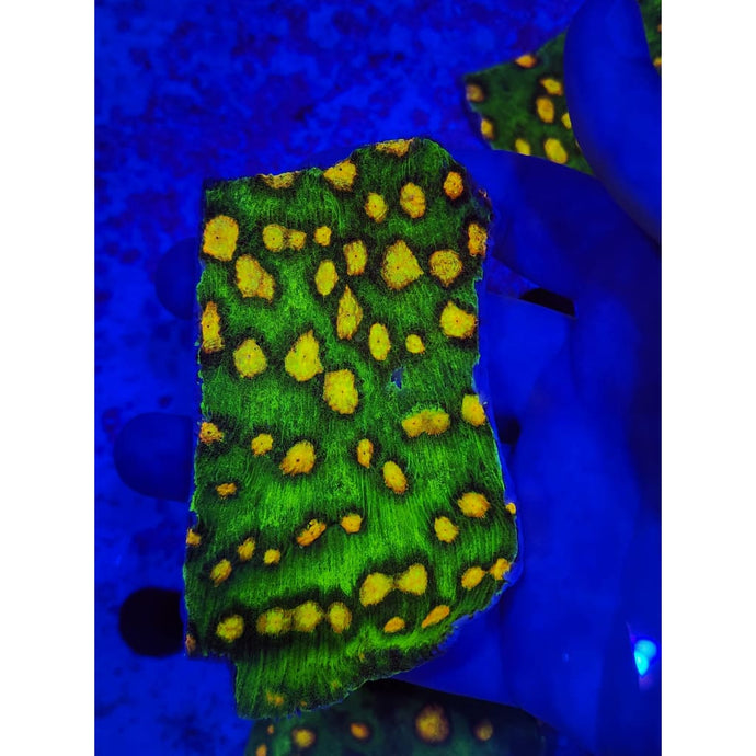 Raja Rampage Chalice WYSIWYG!