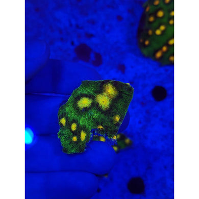 Raja Rampage Chalice WYSIWYG!