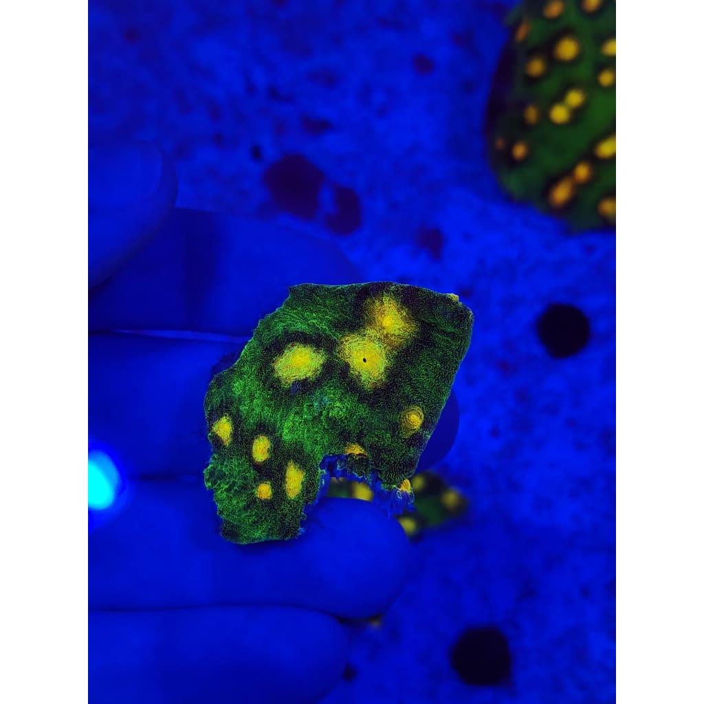 Raja Rampage Chalice WYSIWYG!