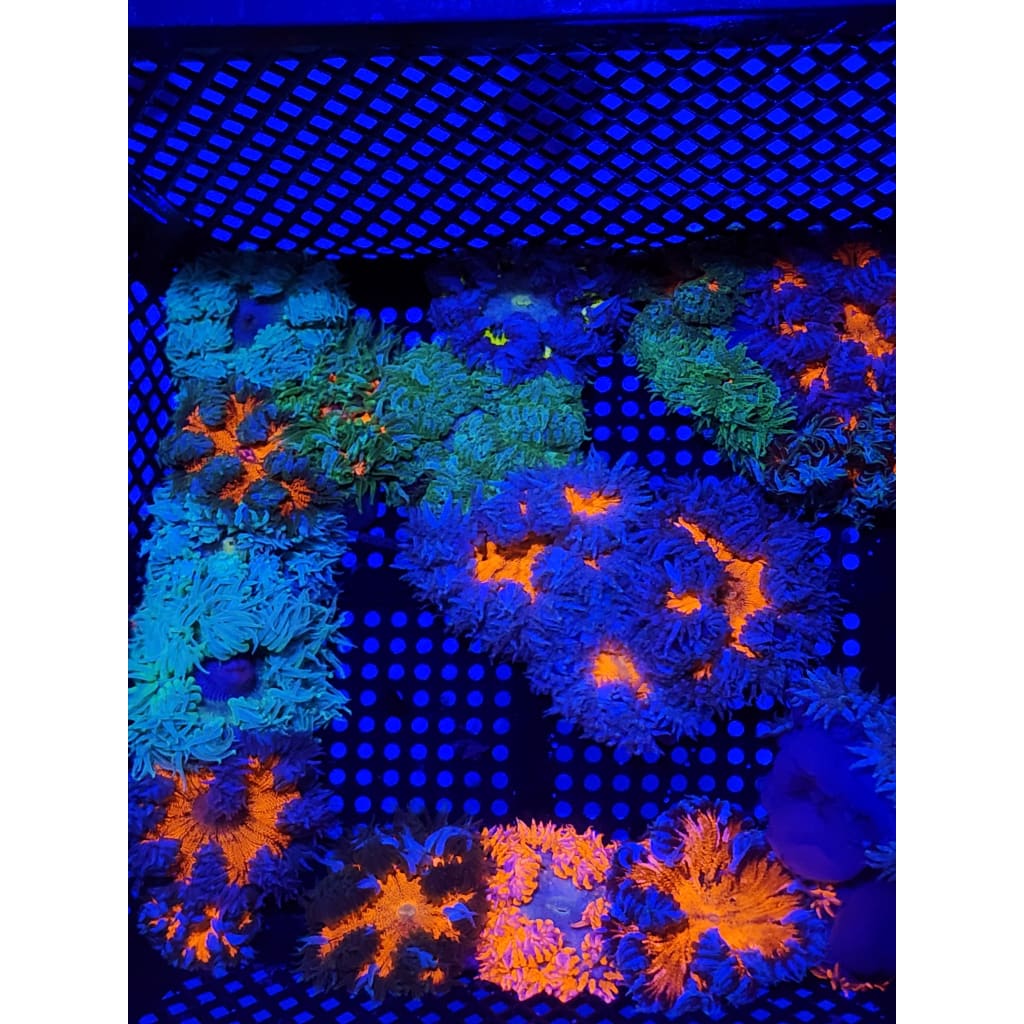 Daily Coral Deals! – Lowcountry Coral Boys
