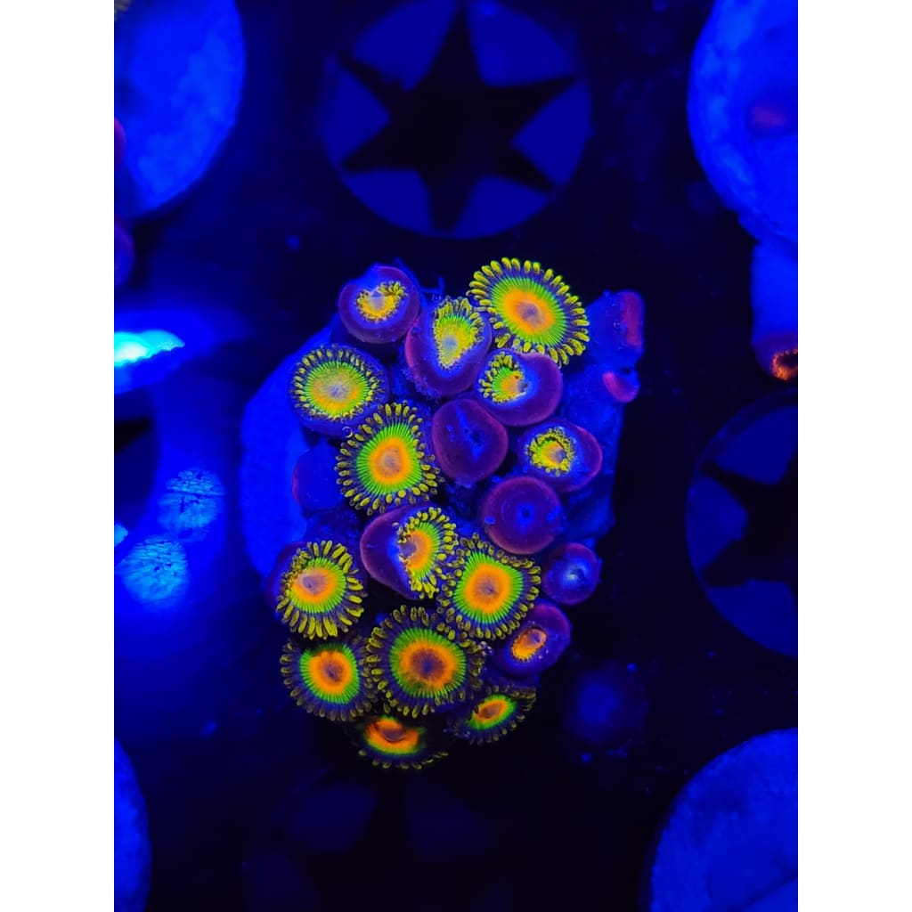 Rasta Zoanthid Frag WYSIWYG!