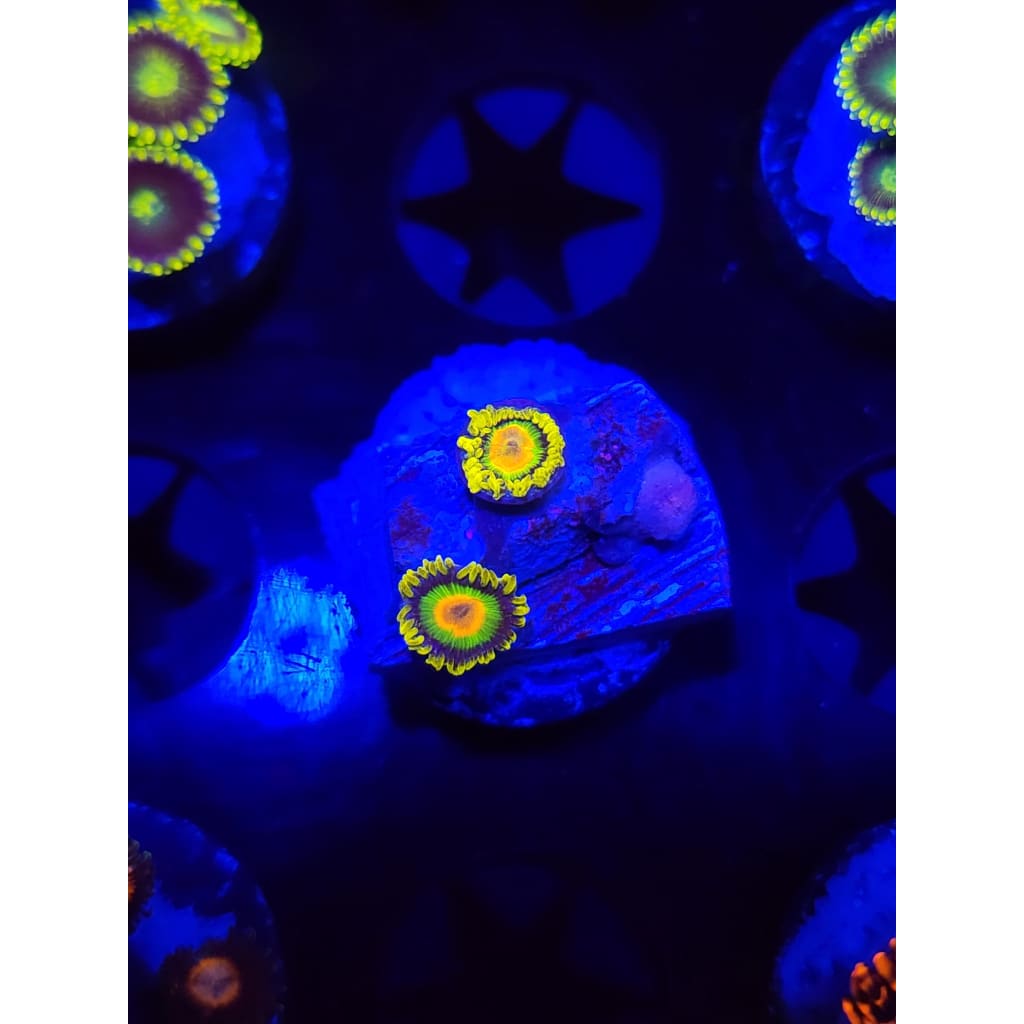 Rasta Zoanthid Frag WYSIWYG!