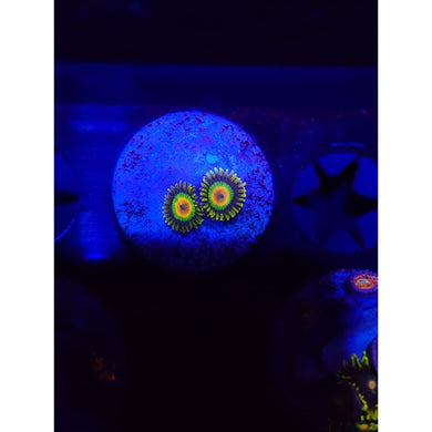 Rasta Zoanthid Frag WYSIWYG!