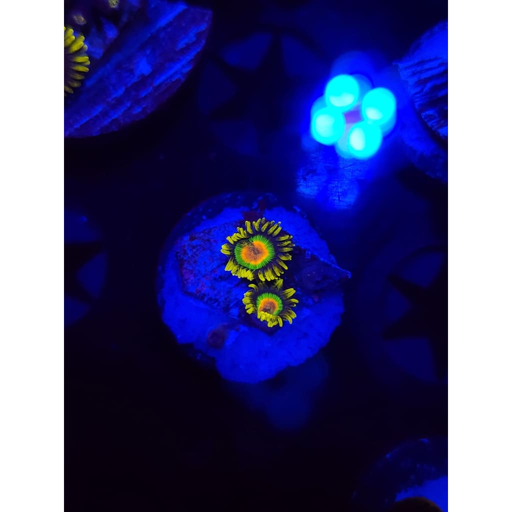 Rasta Zoanthid Frag WYSIWYG!