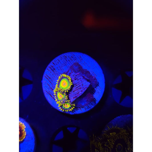 Rasta Zoanthid Frag WYSIWYG!