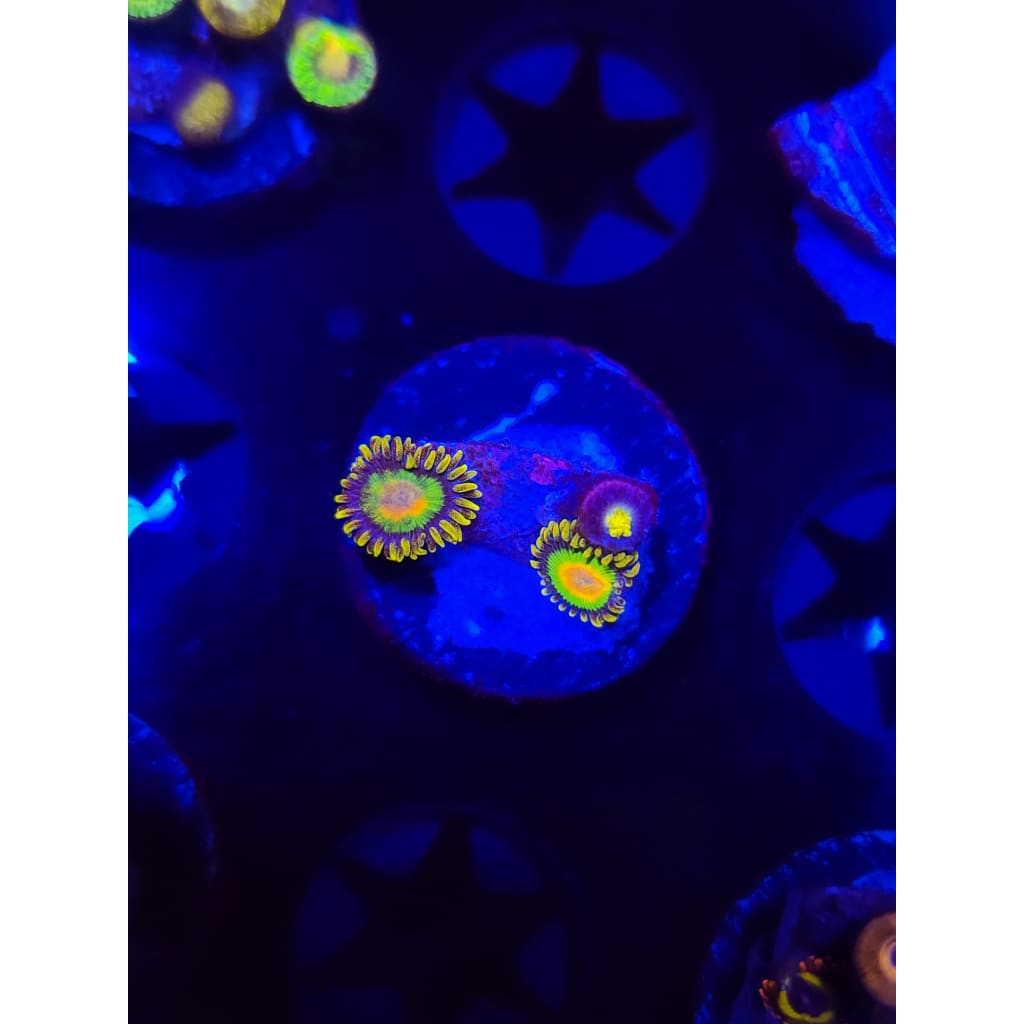 Rasta Zoanthid Frag WYSIWYG!