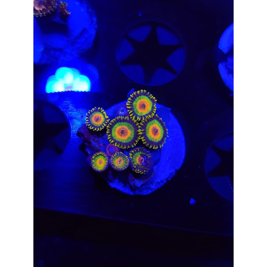 Rasta Zoanthid Frag WYSIWYG!