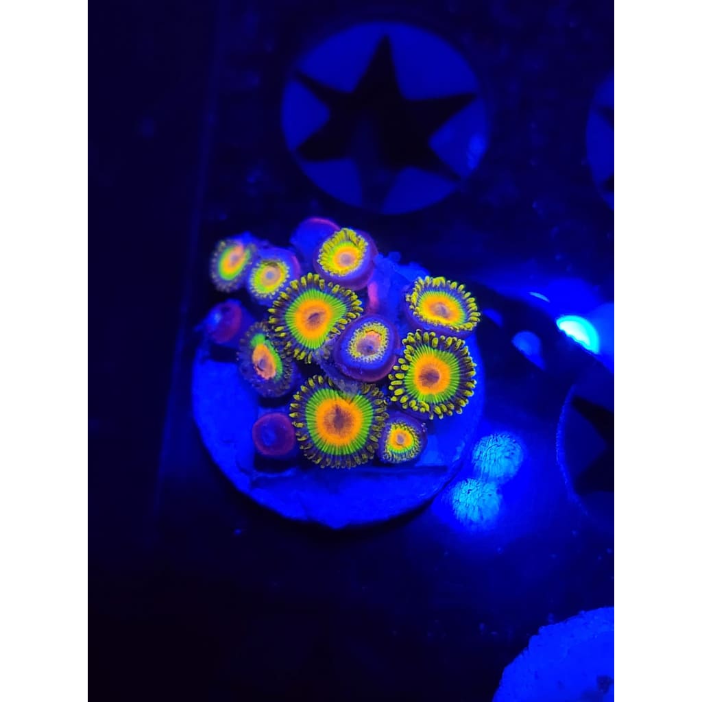 Rasta Zoanthid Frag WYSIWYG!
