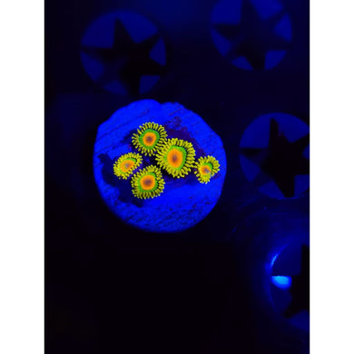 Rasta Zoanthid Frag WYSIWYG!
