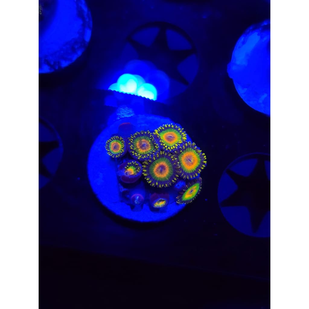 Rasta Zoanthid Frag WYSIWYG!