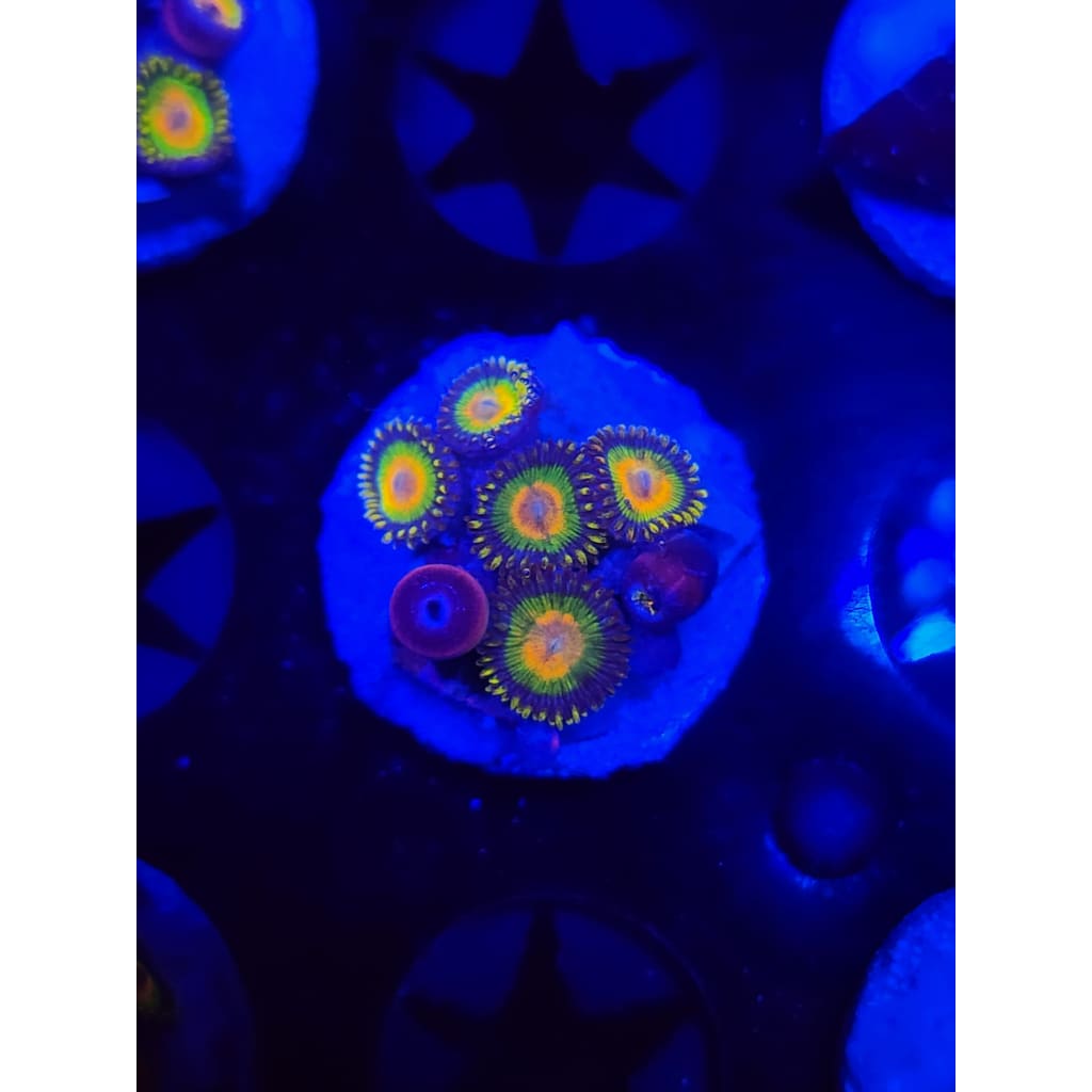 Rasta Zoanthid Frag WYSIWYG!