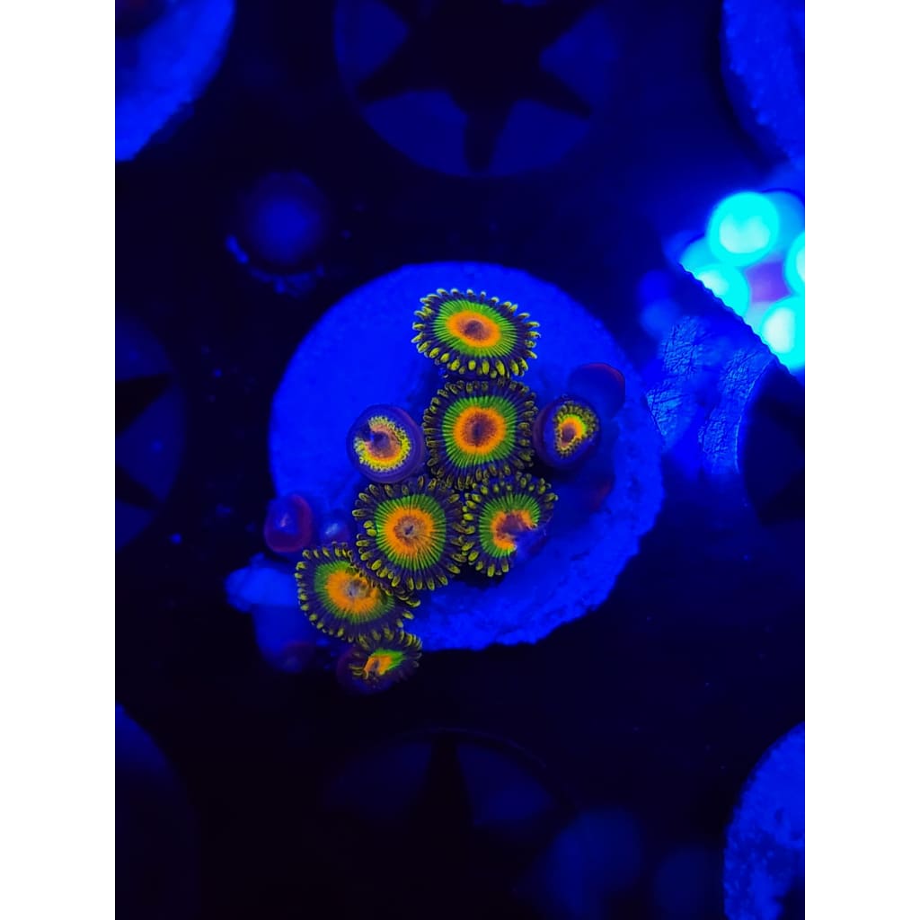 Rasta Zoanthid Frag WYSIWYG!