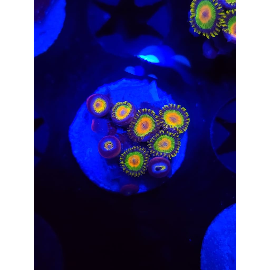 Rasta Zoanthid Frag WYSIWYG!