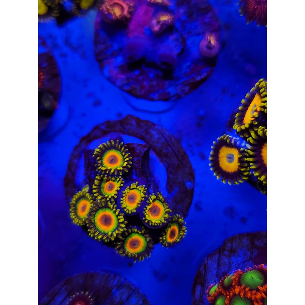 Rasta Zoanthid Frag WYSIWYG!