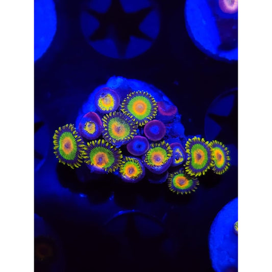 Rasta Zoanthid Frag WYSIWYG!