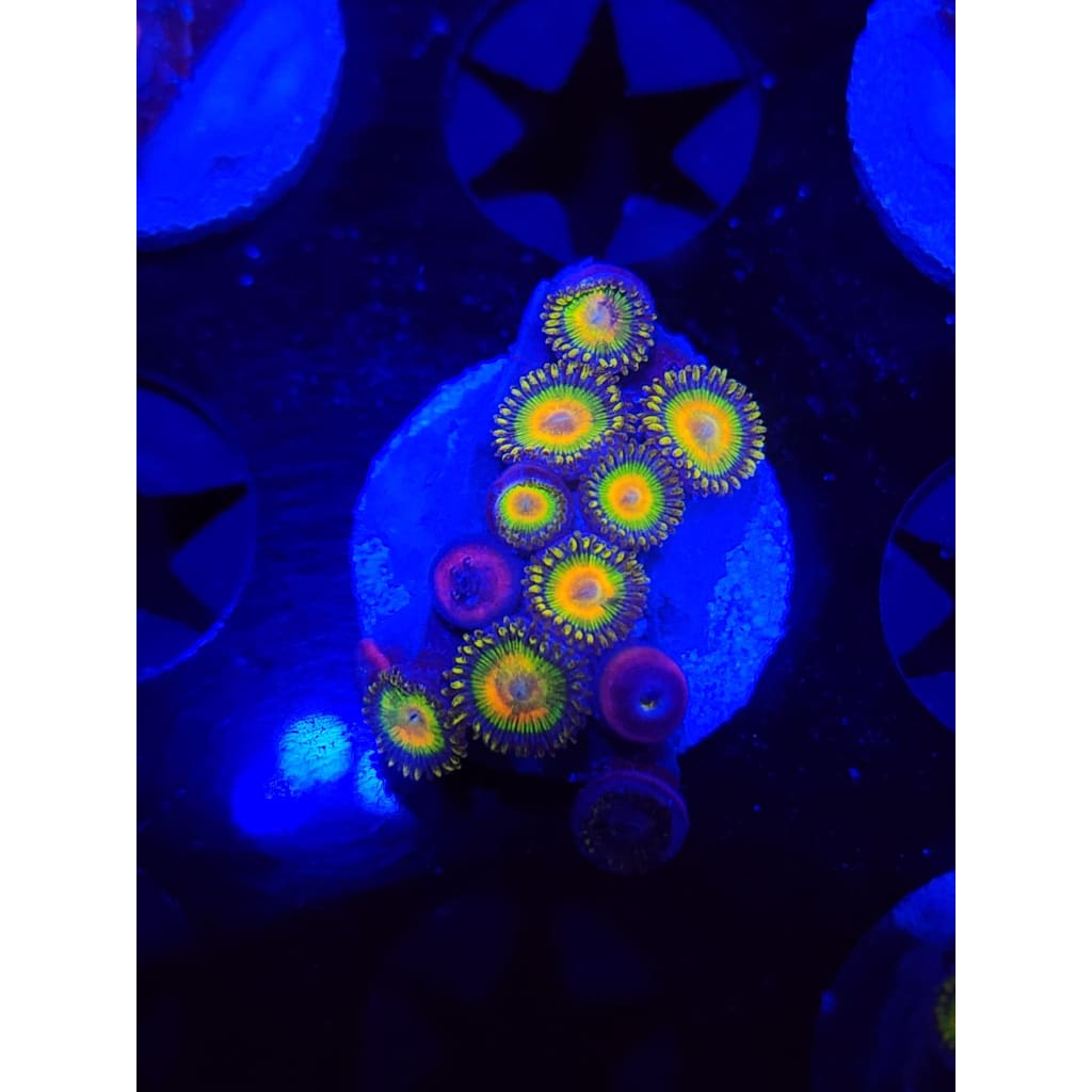 Rasta Zoanthid Frag WYSIWYG!