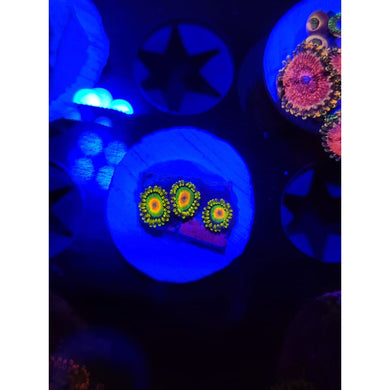 Rasta Zoanthid Frag WYSIWYG!