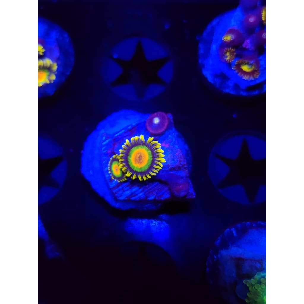 Rasta Zoanthid Frag WYSIWYG!