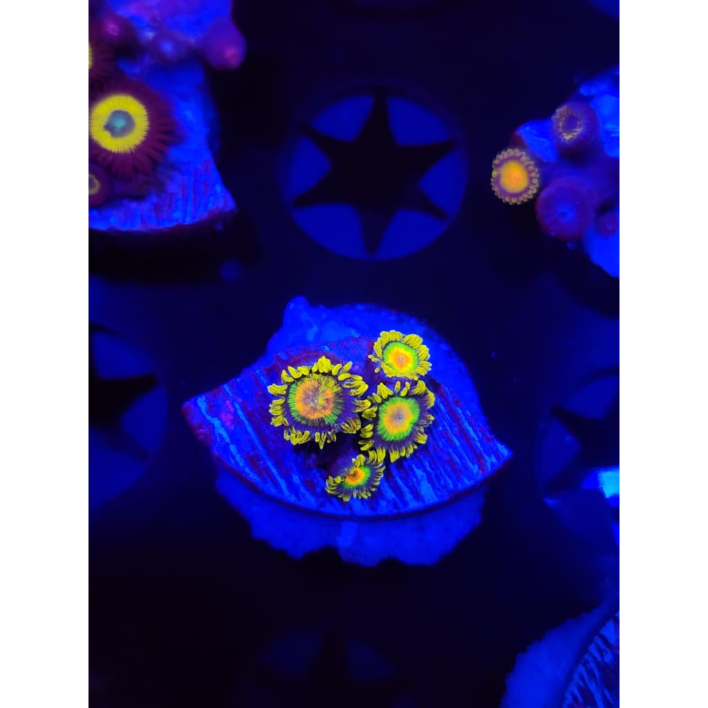 Rasta Zoanthid Frag WYSIWYG!